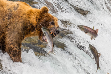 Grizzly bear catching jumping salmon