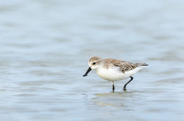 Spoon-billed Sandpiper or Critically endangered, Critically endangered  bird in red list of IUCN looking for food at salt pan with water background,Thailand.