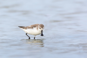 Spoon-billed Sandpiper or Critically endangered, Critically endangered  bird in red list of IUCN looking for food at salt pan with water background,Thailand.