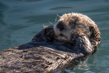 Sea Otter taking a nap