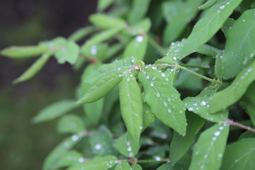 Fototapeta na wymiar Rain drops on fresh green leaves.Rainy day.