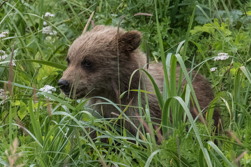 Grizzly bear cub at Lake Clarke Alaska © Roger