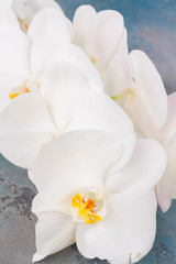 Fototapeta na wymiar Fresh white orchids flowers on stone background close up