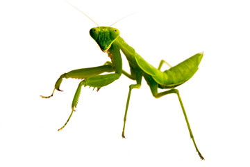 Soft focus Mantis on white background.