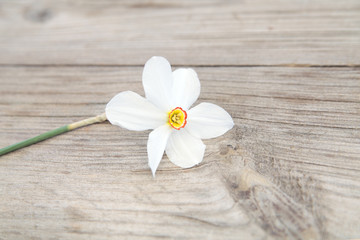 Obraz na płótnie Canvas First spring narcissus flower on vintage wooden background.Space for your text.