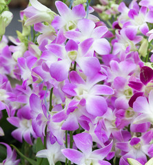 Fototapeta na wymiar Orchid is queen of flowers. Orchid in tropical garden. Orchid in nature.