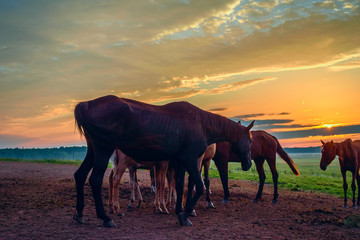 horses on the field graze at dawn