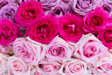 Violet and pink blooming fresh rose flowers background