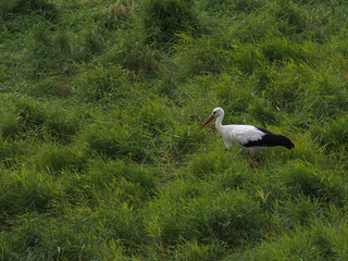 Storch am Elbe-Radweg
