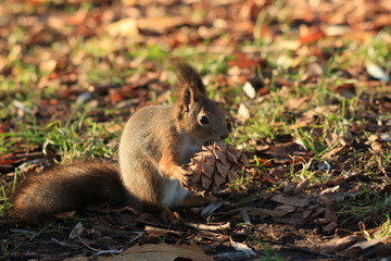Naklejka na ściany i meble furry red squirrel in the park