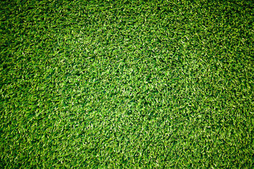 Fototapeta premium Close up Green grass texture background