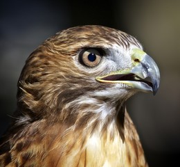 Portrait of a hawk