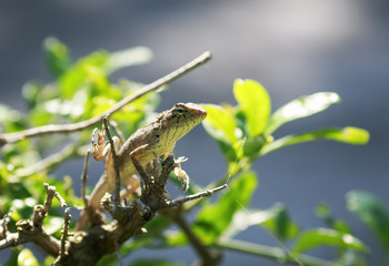  little lizard crawling around and hunt the prickly Bush among the greenery