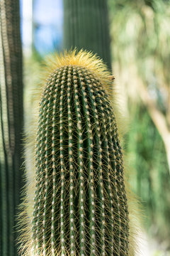 cactus neobuxbaumia polylopha close up