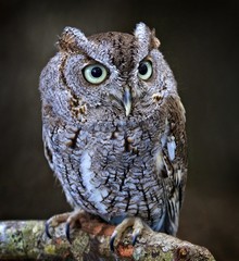 Screech Owl close-up