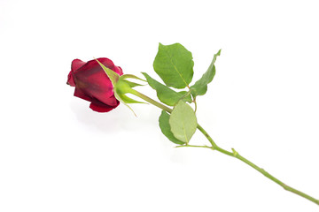 Red roses lay on a white background.