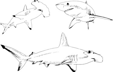 set of vector drawings on the theme of marine predators sharks drawn in ink by hand on a white background