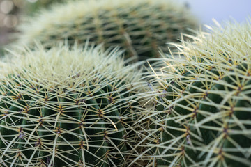 echinocactus grusonii succulent close up background texture pattern
