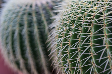 two echinocactus grusonii cactus close up structure view macro
