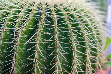 side view of echinocactus grusonii cactus macro