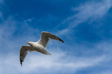 Seagul