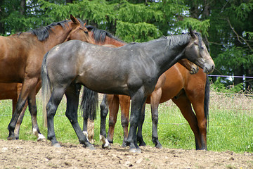 Fototapeta premium Pferde auf der Weide