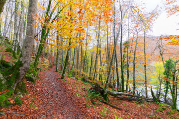 Selva de Irati, Navarra, Spain