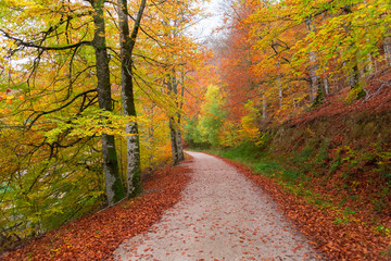 Selva de Irati, Navarra, Spain