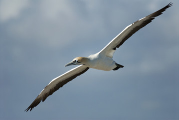 Cape Gannets, Morus capensis, Bird Island Nature Reserve, Lambert's Bay, South Africa, big flock of birds