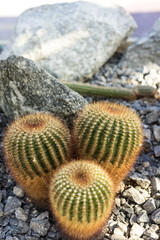 three parodia scopa cactus succulent red spikes