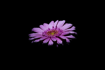Gerbera on black background