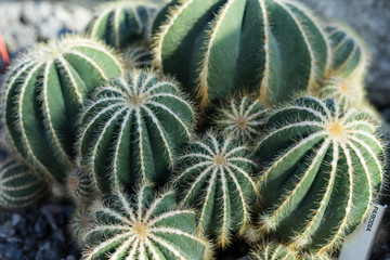 parodia scopa cactus succulent plant many buds