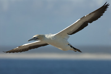 Cape Gannets, Morus capensis, Bird Island Nature Reserve, Lambert's Bay, South Africa, big flock of birds