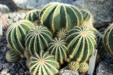 Naklejka na ściany i meble parodia scopa cactus succulent plant many buds