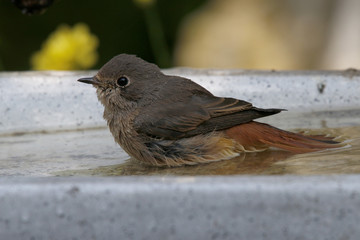 Hausrotschwanz, Phoenicurus ochruros, Jungvogel sitzt im Badebecken