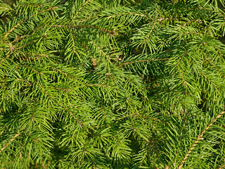 Green fir needles as a texture