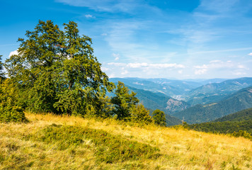 forest on grassy hillside of Carpathians. beautiful summer scenery in mountains © Pellinni