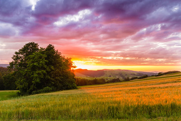 Fototapeta na wymiar Sunset in wheat