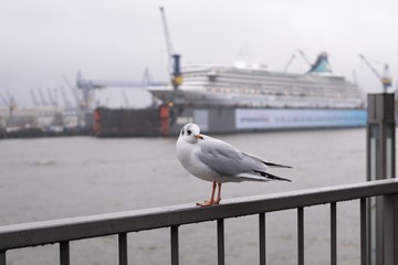 Seagulls in the harbor. Hamburg, Germany