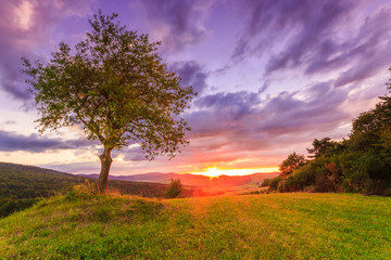 tree at sunset