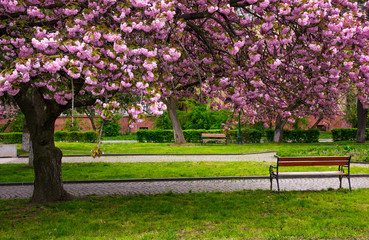 cherry blossom above the benches in the park. lovely springtime background
