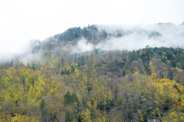 Fog on the mountain, Western pine forest in autumn
