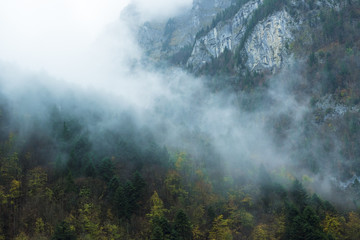 Fog on the mountain, Western pine forest in autumn