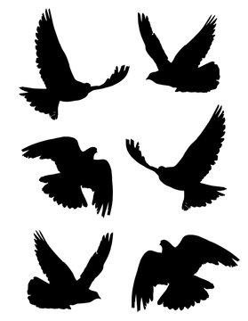 Pigeon (Columba) in flight silhouettes set 