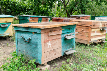 Beehive - the house of bees in the bosom of nature. Work beekeeper. Healing product of beekeeping. May, flower honey.