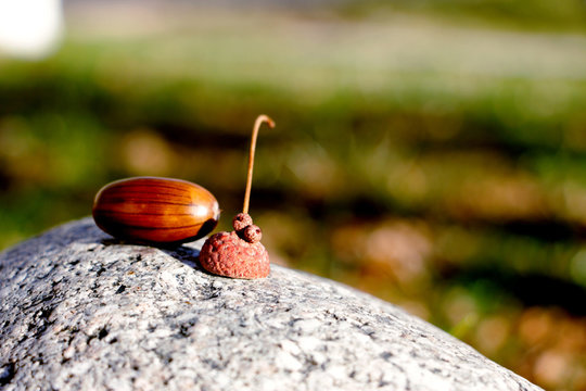 The last acorns in the most beautiful city of Tekeli
