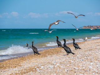 A group of big black cormorants and seagulls on the wild beach at sea shore. Large seabird Phalacrocorax carbo and Larus argentatus, Вlack sea, Russia