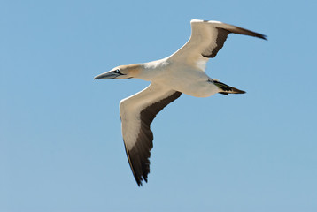 Fototapeta na wymiar Cape Gannets, Morus capensis, Bird Island Nature Reserve, Lambert's Bay, South Africa, big flock of birds