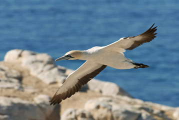 Fototapeta premium Cape Gannets, Morus capensis, Bird Island Nature Reserve, Lambert's Bay, South Africa, big flock of birds