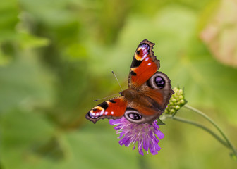Fototapeta na wymiar Peacock eye.The bright butterfly a Peacock eye on a flower collects nectar.